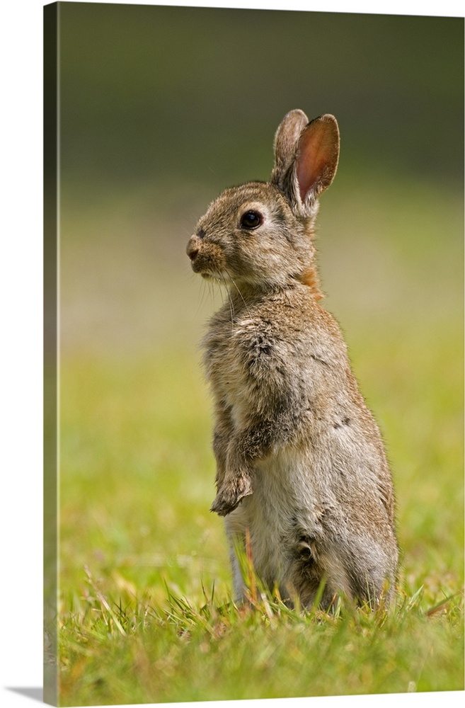 European Rabbit (Oryctolagus cuniculus) juvenile standing upright, Veenklooster, Friesland, Netherlands