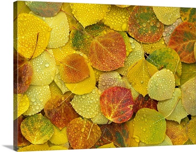 Fallen autumn colored Aspen leaves on the ground covered in dew droplets, Colorado