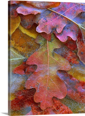 Fallen autumn colored Oak leaves frozen on the ground