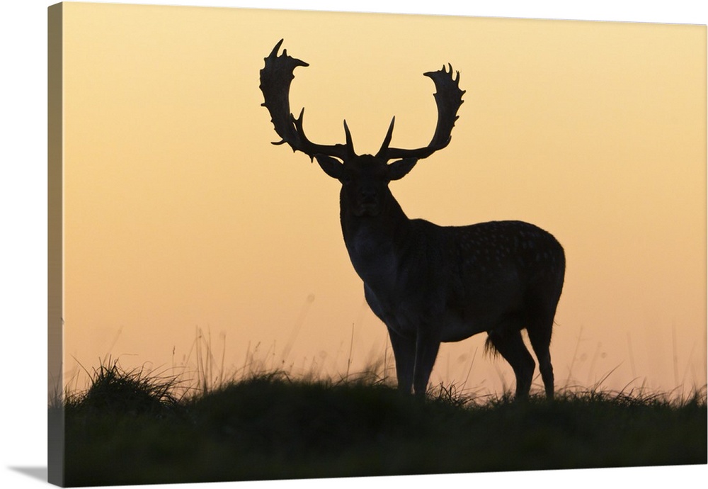 Composition Deer Silhouette Sunset Sky Stag PICTURE CANVAS Art Prints 