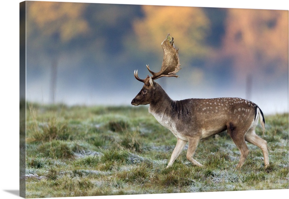 Fallow Deer (Dama dama) Buck during the rut in autumn, Denmark