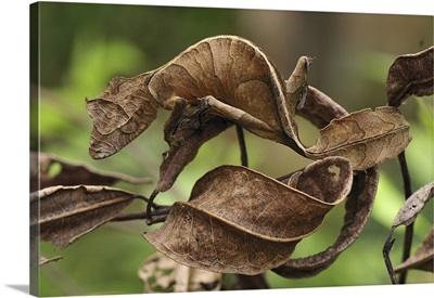 Fantastic Leaf-tail Gecko mimicking leaves, Andasibe-Mantadia National Park, Madagascar