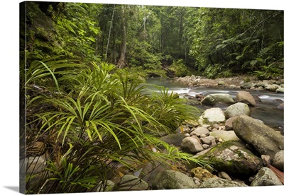 Fern group along river flowing through lowland rainforest, Borneo, Malaysia