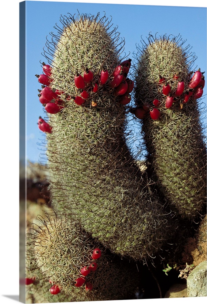 Fishhook Cactus (Mammillaria sp) blooming, Sea of Cortez, Baja California,  Mexico Solid-Faced Canvas Print