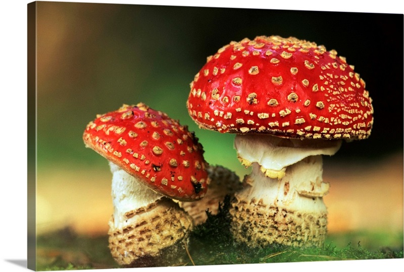 Fly Agaric Pixel Art Solid-Faced Canvas Print