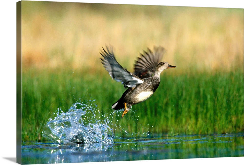 Gadwall (Anas strepera) duck taking flight from water, New Mexico