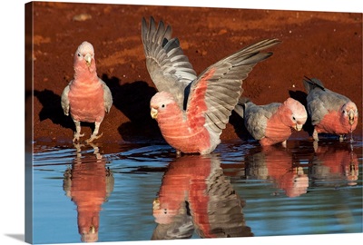 Galah group drinking at waterhole, Pilbara, Western Australia, Australia