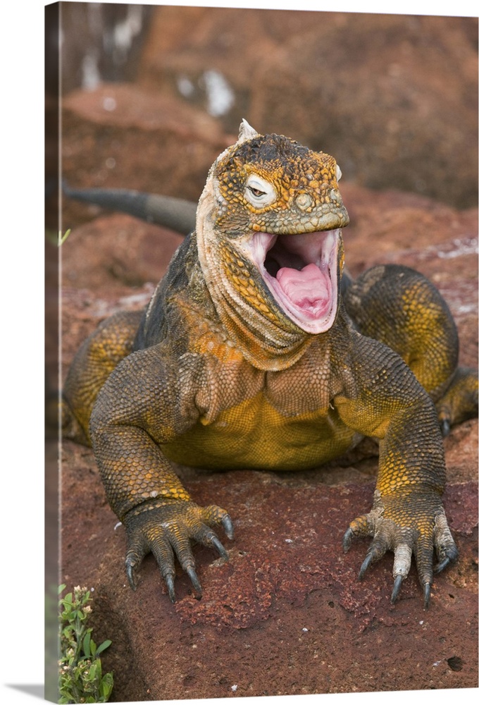 land iguana (galapagos) Conolophus subcristatus, headshot,yawning, reptile, galapagos islands,