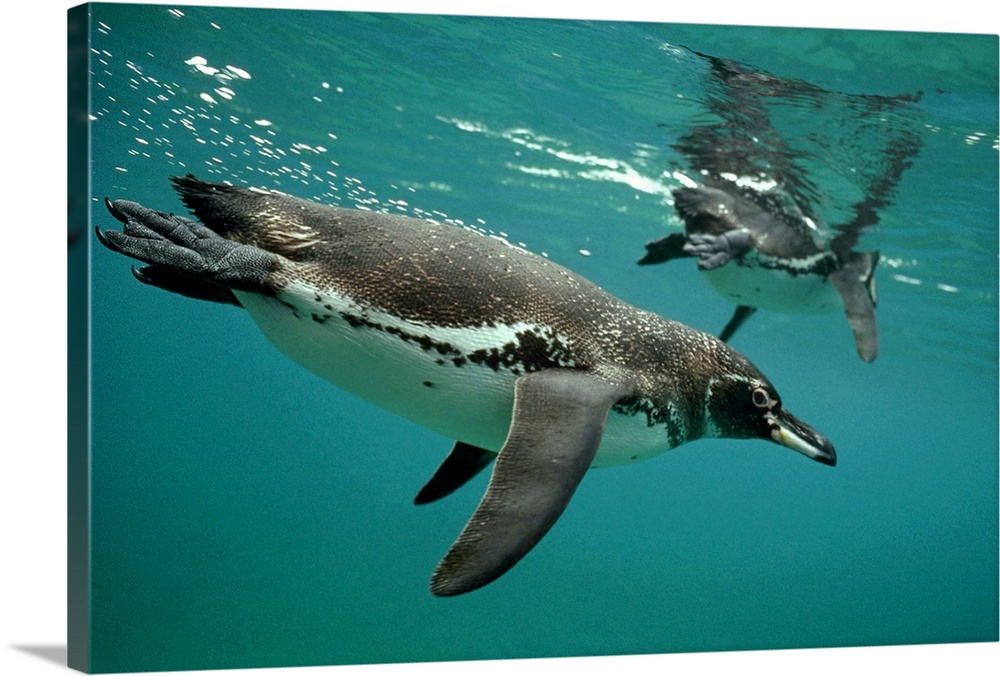 Galapagos Penguin (Spheniscus mendiculus) pair diving in typical coastal feeding areas, Bartolome Island, Galapagos Island...