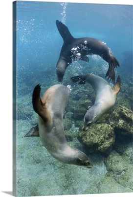 Galapagos Sea Lion trio playing underwater, Galapagos Islands, Ecuador