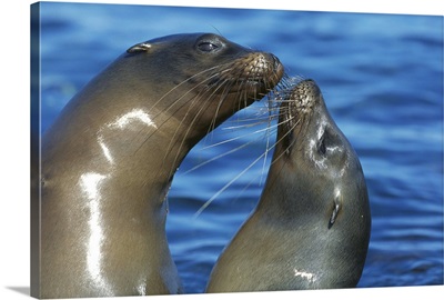 Galapagos Sea Lion (Zalophus wollebaeki) females socializing
