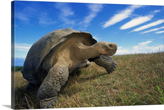 Galapagos Tortoise on caldera rim, Alcedo Volcano, Ecuador Photo Canvas ...