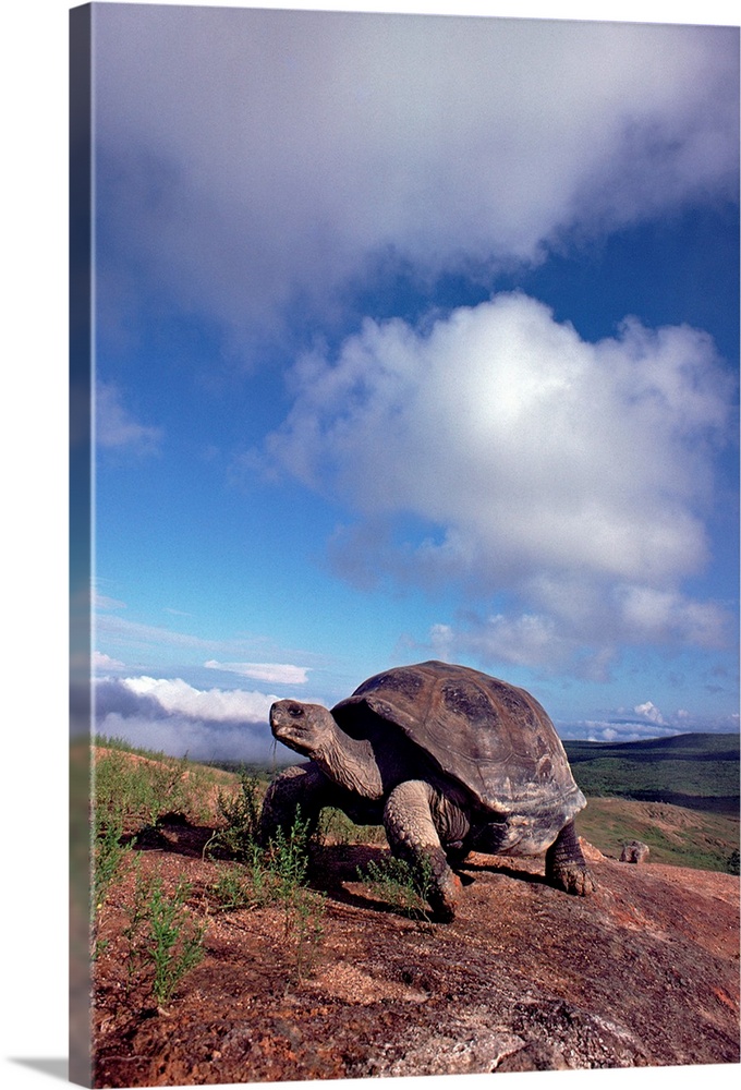 Galapagos Tortoise (Geochelone nigra) on caldera rim, Alcedo Volcano, Isabella Island, Galapagos Islands, Ecuador