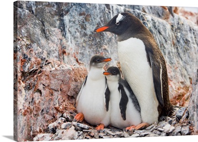 Gentoo Penguin Family Booth Island Antarctica