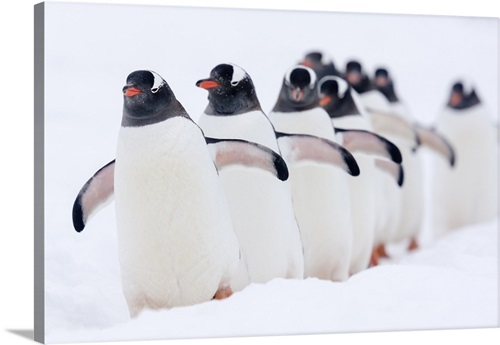 Keng Penguin Who Has Blundered Into A Gentoo Penguin Colony Stock Photo -  Download Image Now - iStock