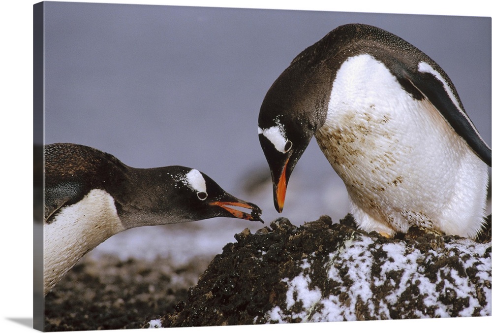 Gentoo Penguin (Pygoscelis papua) nesting adults rebuild pebble nest, Aitcho Island, South Shetland Islands, Antarctica
