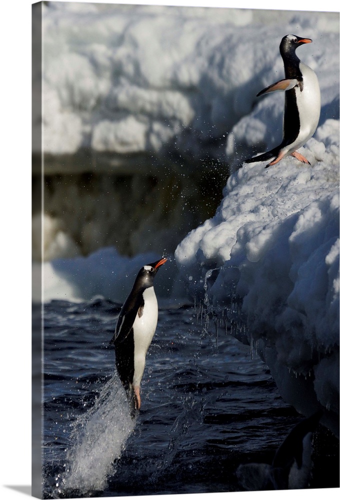 Gentoo Penguin pair leaping out of water, Danco Island, Antarctic Peninsula, Antarctica