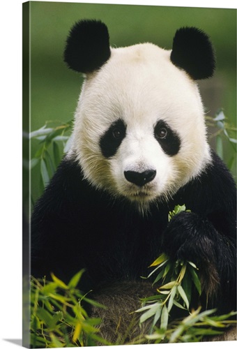 Giant Panda (Ailuropoda melanoleuca) eating bamboo, China Wall Art ...