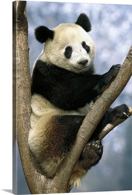 Giant Panda (Ailuropoda melanoleuca) Wolong Valley, China