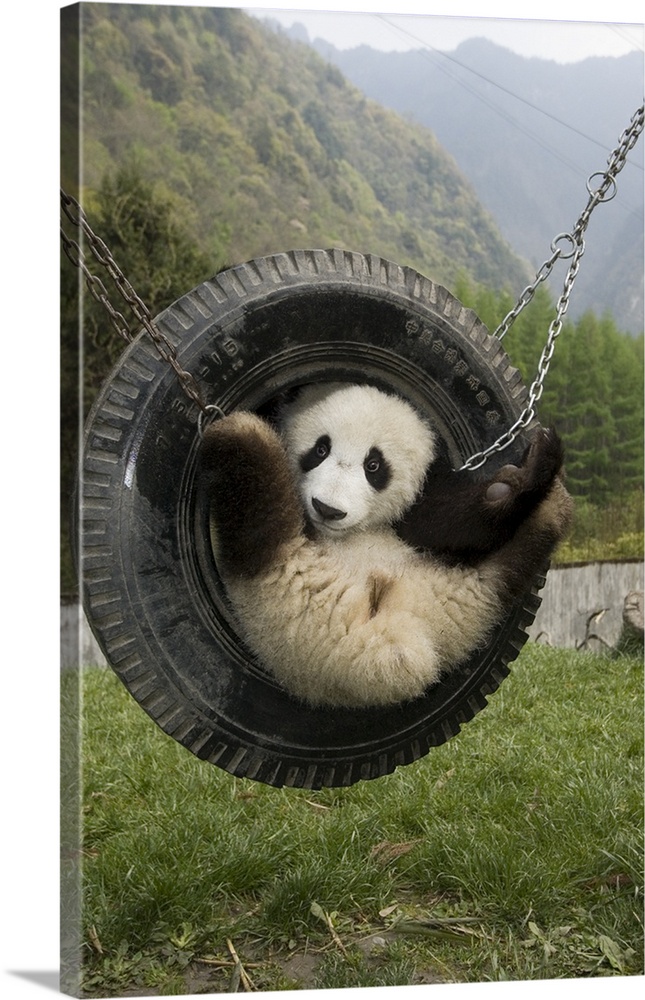 Giant Panda (Ailuropoda melanoleuca) cub playing in tire swing, Wolong Nature Reserve, China