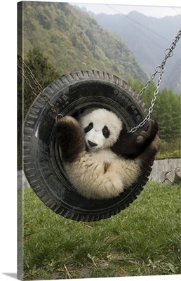 Giant Panda cub playing in tire swing, Wolong Nature Reserve, China