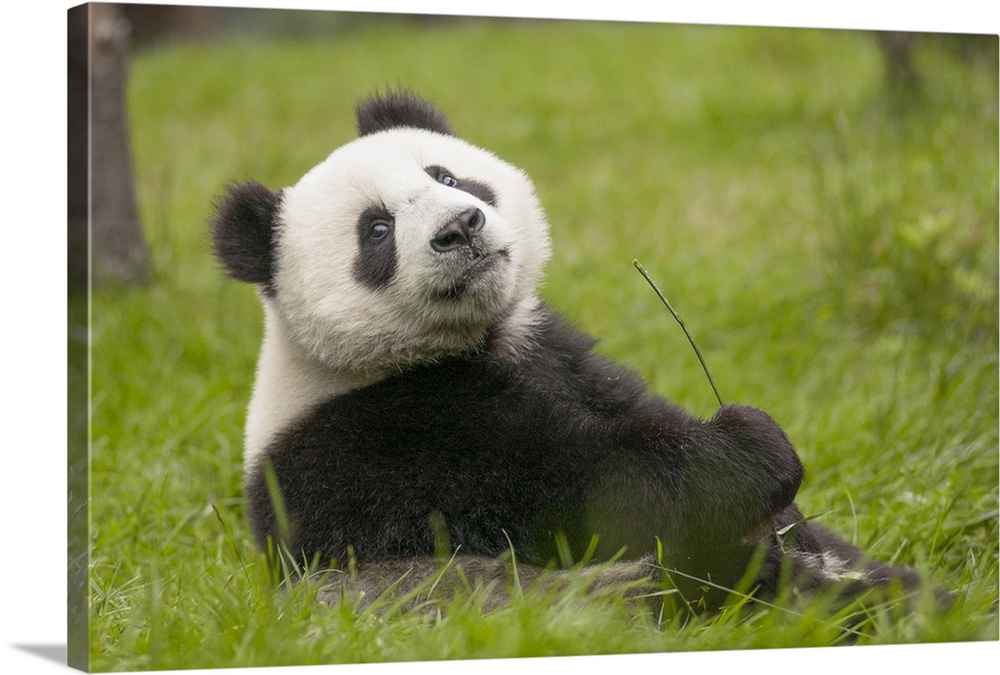 Giant Panda (Ailuropoda melanoleuca) eleven month old cub, Wolong National Nature Reserve, Sichuan, China.