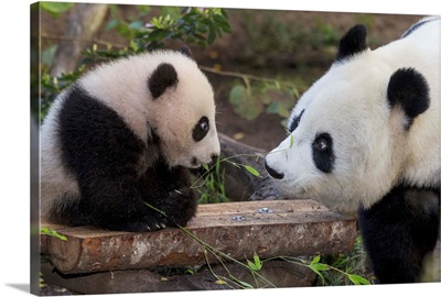 Giant Panda mother with cub, native to China
