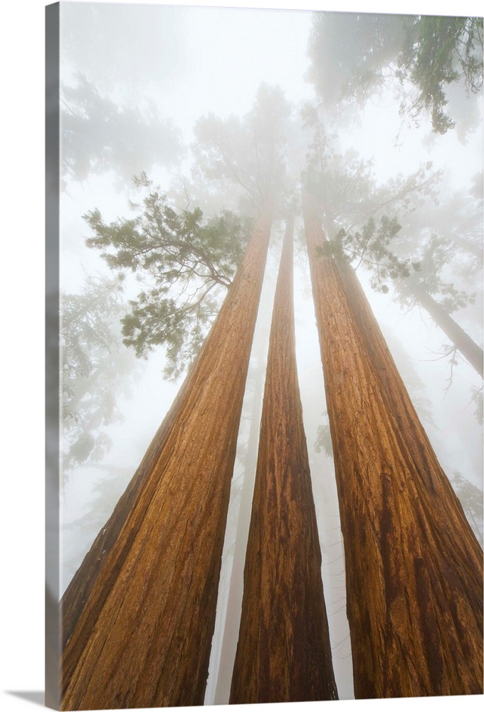 Giant Sequoias and Fog Sequoia National Park