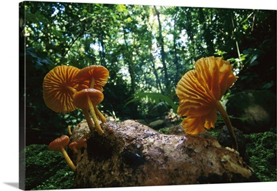 Gill Mushroom (Xeromphalina sp) group on log, Barro Colorado Island, Panama