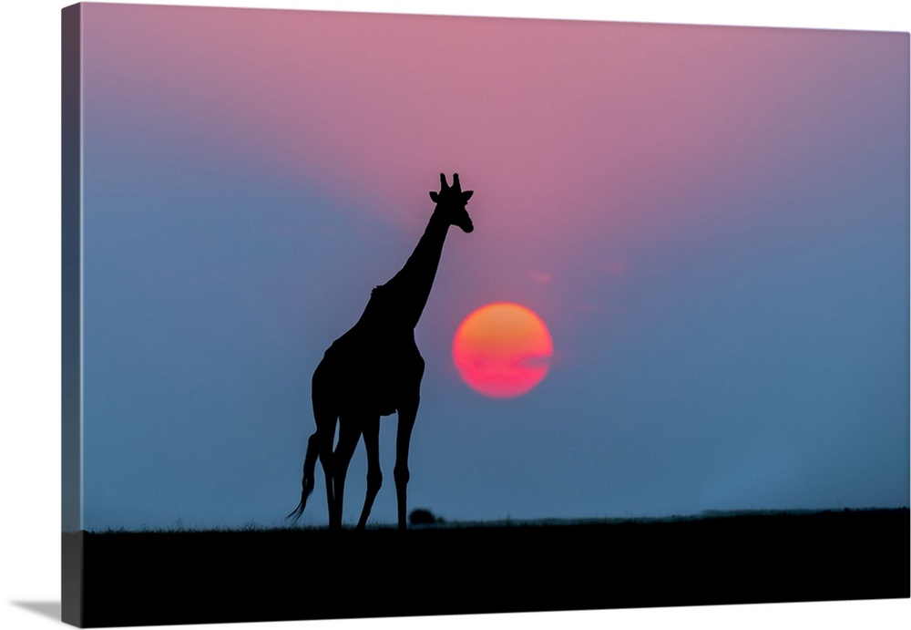 Giraffe (Giraffa camelopardalis) at sunset, Chobe National Park, Botswana.