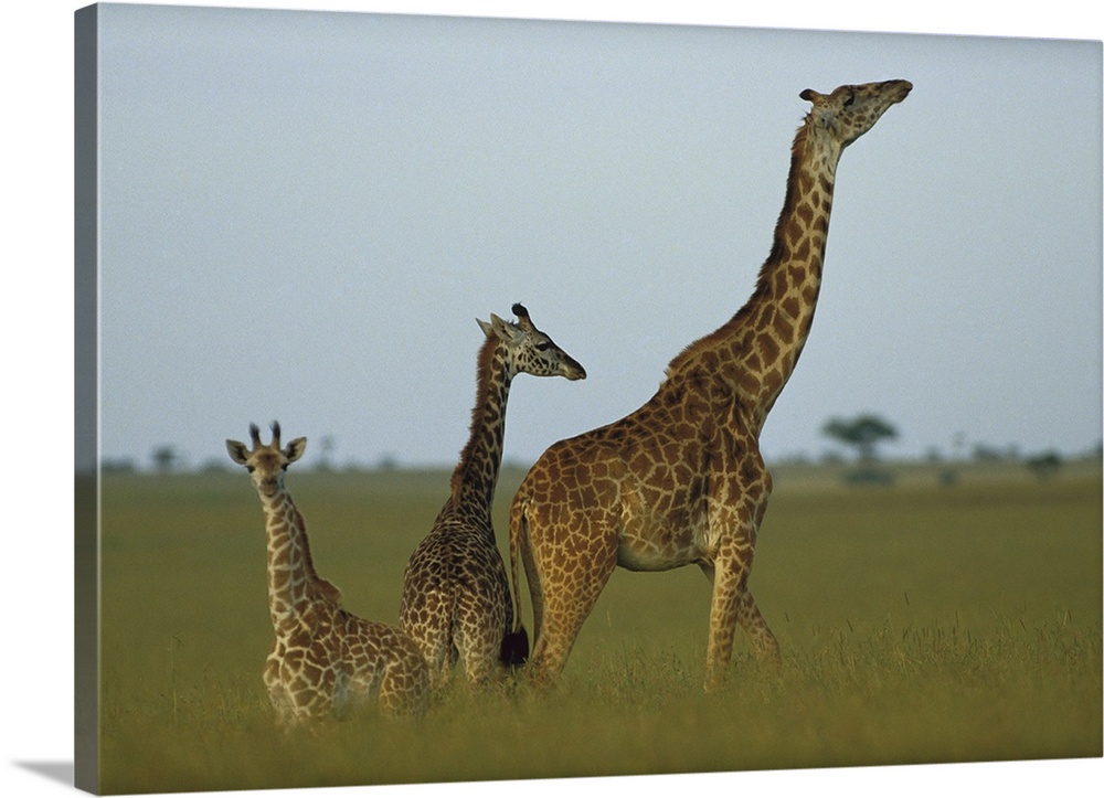 Giraffe (Giraffa camelopardalis) adult and juveniles on savanna, Kenya