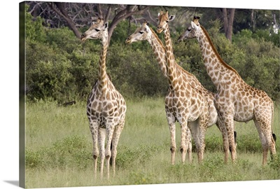 Giraffe (Giraffa camelopardalis) group, Linyanti River, Botswana