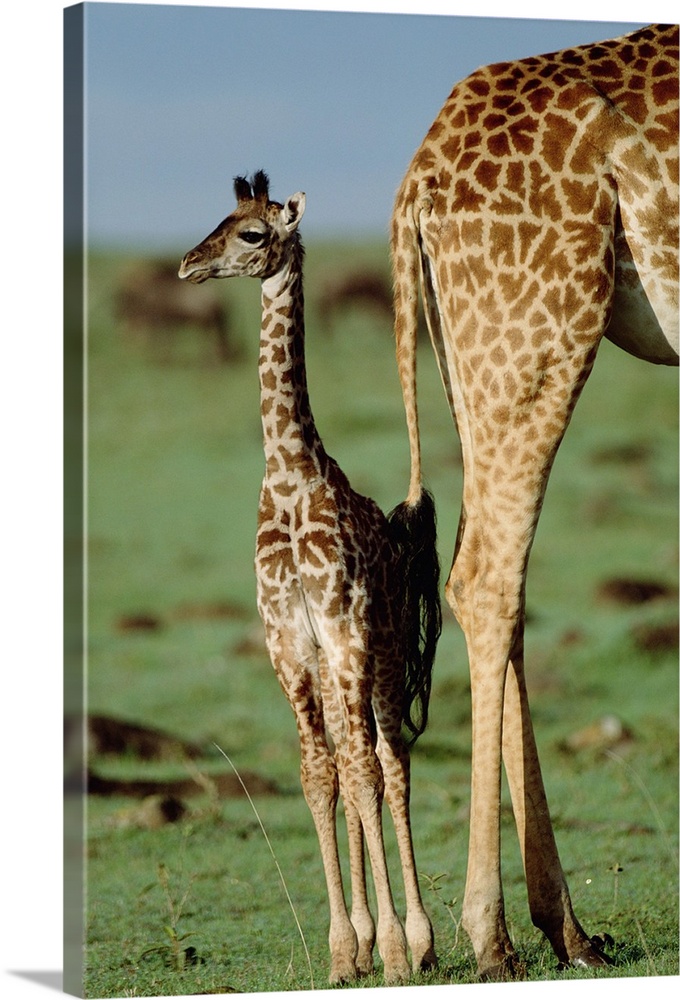 Giraffe (Giraffa camelopardalis) mother with young, Kenya