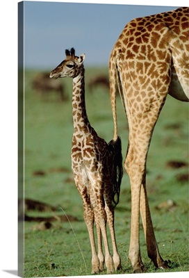 Giraffe (Giraffa camelopardalis) mother with young, Kenya