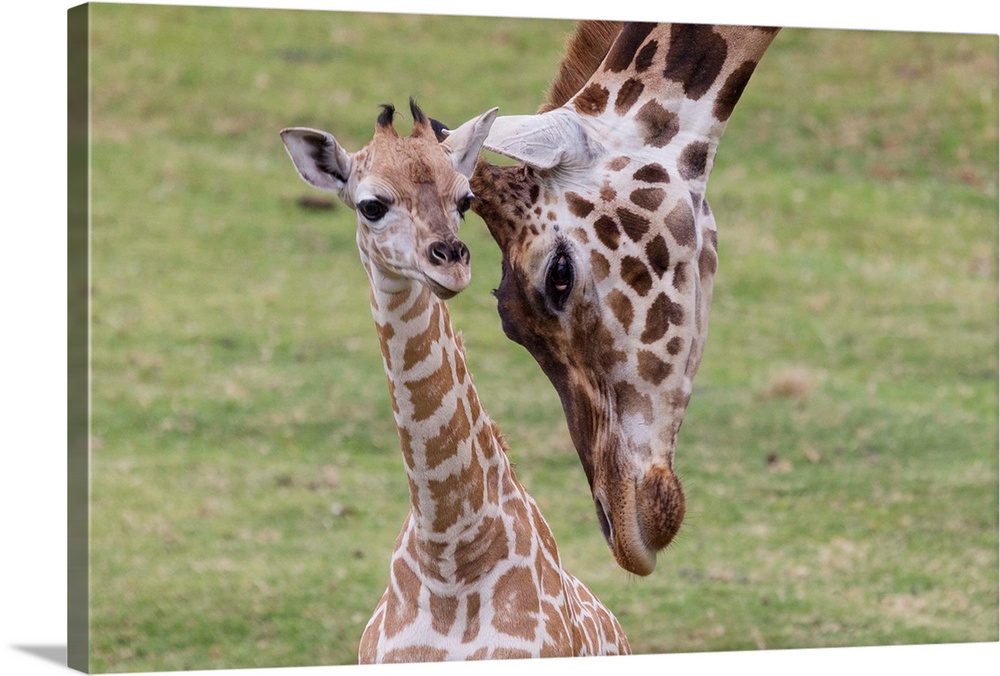 Giraffe mother nuzzling calf, native to Africa