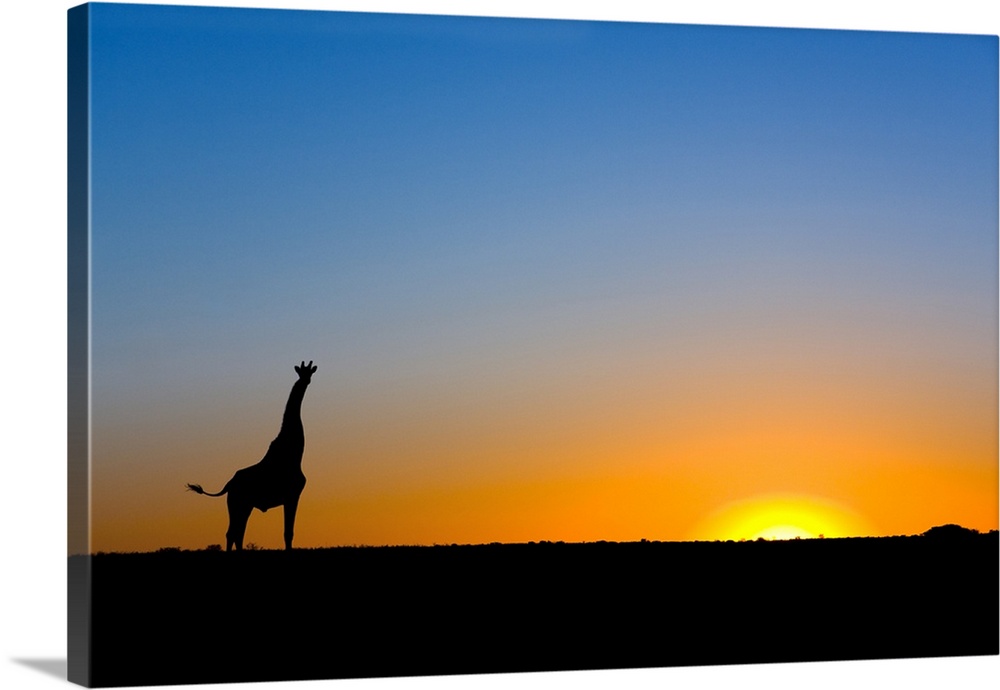Giraffe (Giraffa camelopardalis) silhouetted against the setting sun, Lethiau Valley, Central Kalahari Game Reserve, Botswana