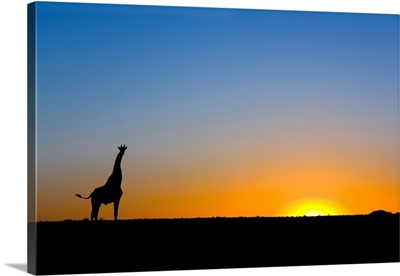 Giraffe silhouetted against the setting sun
