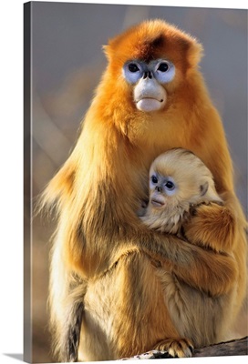 Golden Snub-nosed Monkey mother with baby, China
