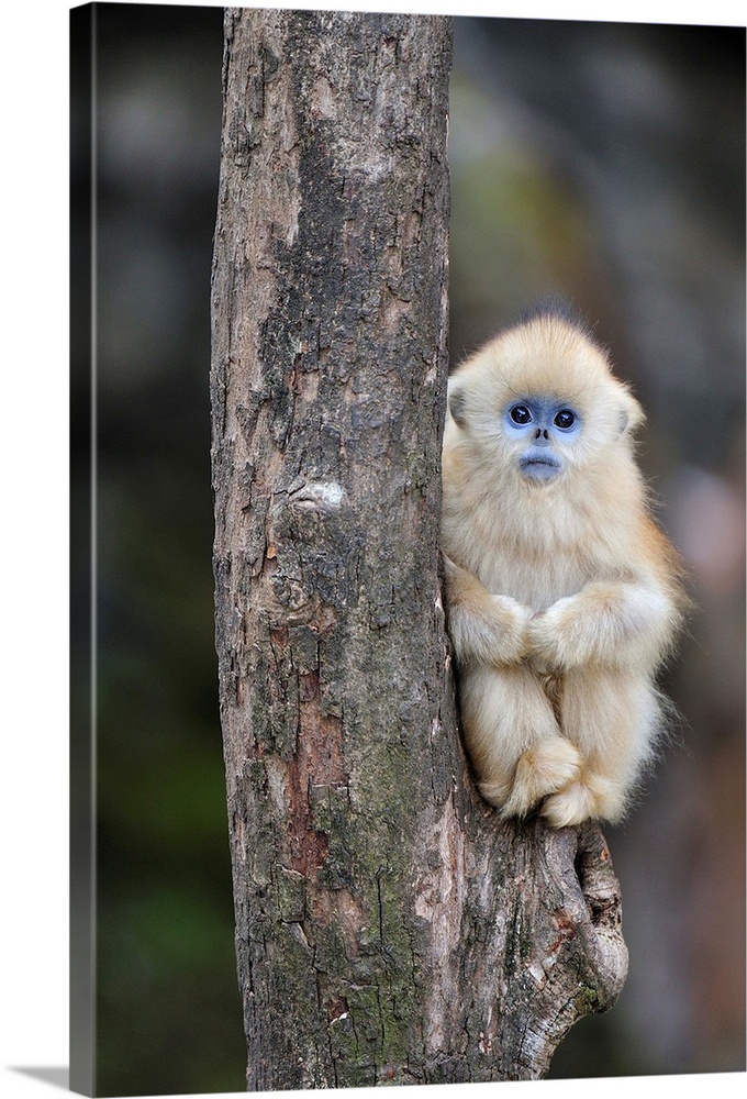 Golden Snub-nosed Monkey young, Qinling Mountains, Shaanxi, China  Solid-Faced Canvas Print