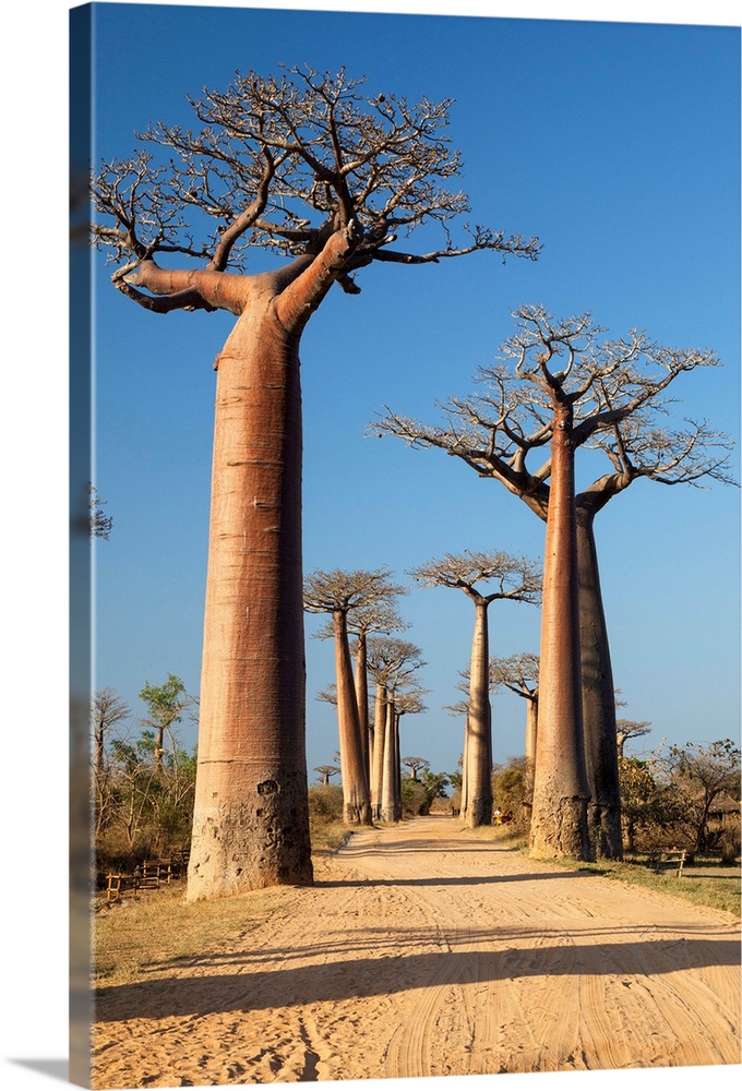 Baobab-Allee bei Morondava, Adansonia grandidieri, Madagaskar, Afrika / Baobab alley near Morondava, Adansonia grandidieri...