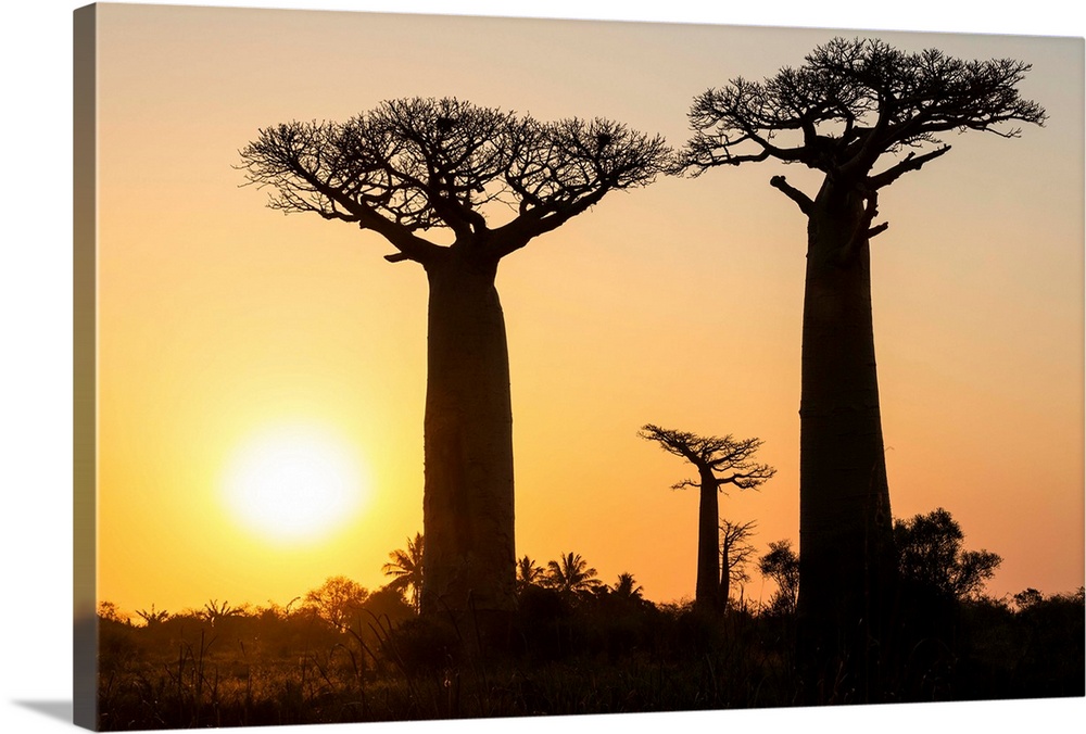 Baobabs bei Morondava, Adansonia grandidieri, Madagaskar / Baobabs near Morondava, Adansonia grandidieri, Madagascar