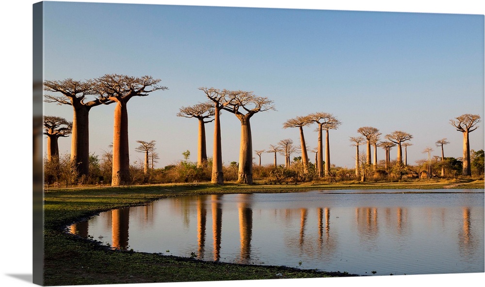 Baobab-Allee bei Morondava, Adansonia grandidieri, Madagaskar / Baobabs near Morondava, Adansonia grandidieri, Madagascar