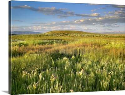 Grasslands, Arapaho National Wildlife Refuge, Colorado