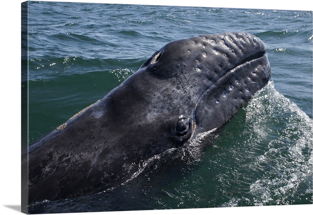 Gray Whale calf at water surface, San Ignacio Lagoon, Baja California, Mexico