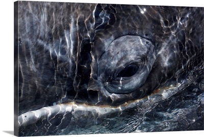 Gray Whale eye, San Ignacio Lagoon, Baja California, Mexico