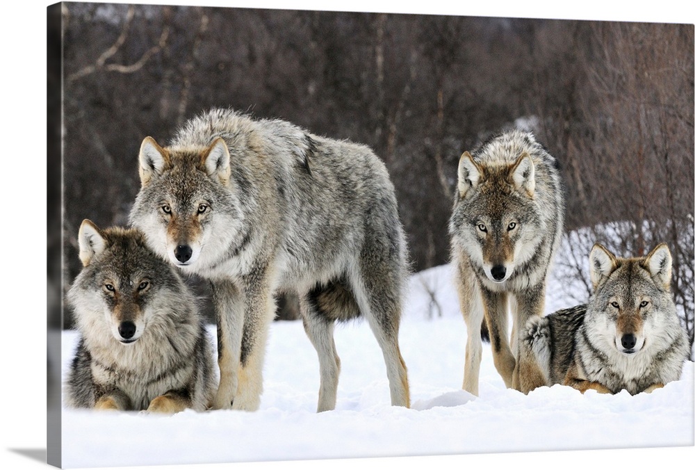 Wildlife photograph of a pack of gray wolves in the snow in Norway.