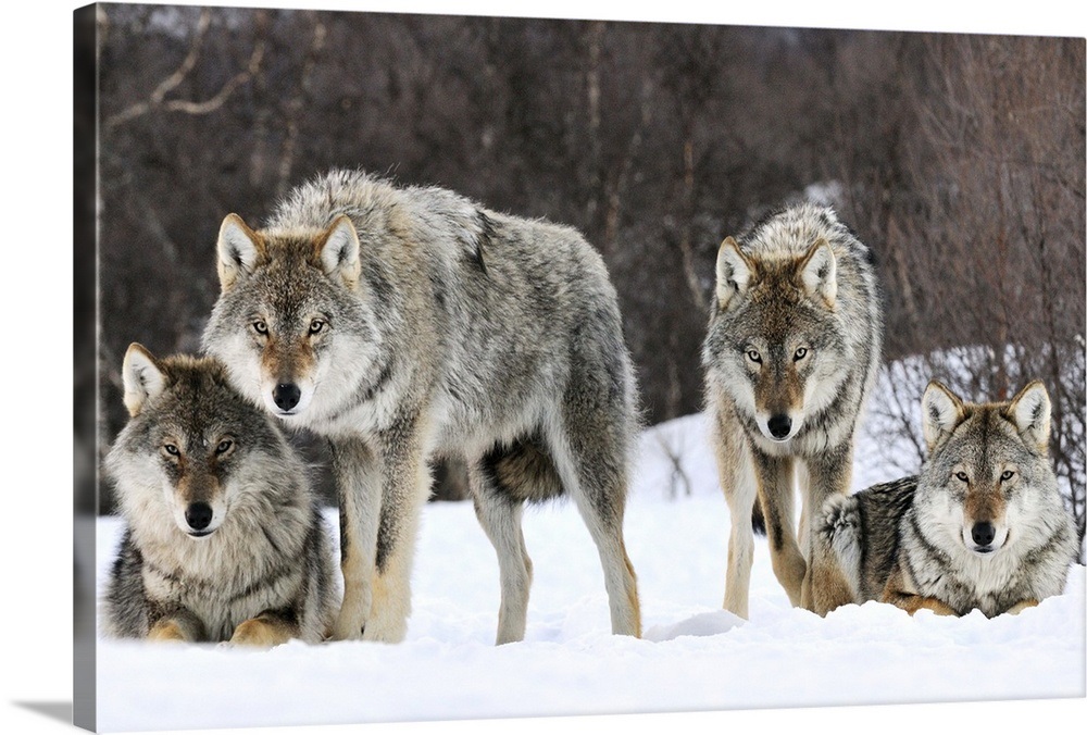 Gray Wolf (Canis lupus) group, Norway Wall Art, Canvas Prints, Framed
