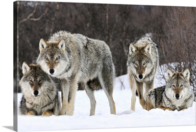 Gray Wolf (Canis lupus) group, Norway