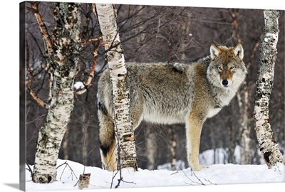 Gray Wolf (Canis lupus) in the woods, winter, Norway