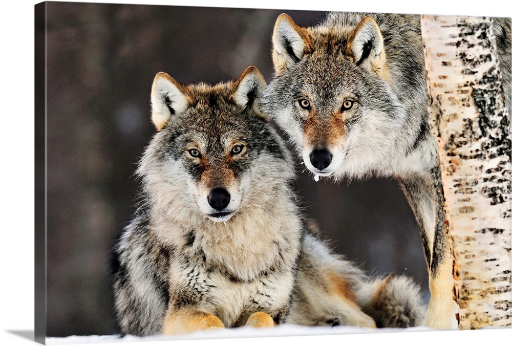 This large picture contains two gray wolves in the snow staring directly at the camera. One is lying on the ground while t...